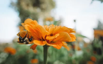 Finding Purpose Through Permaculture: Sagrada Botanical Gardens 